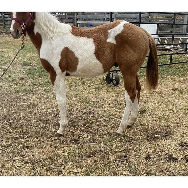 RDL Smart Texas Pine