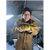 Image 7 : North Dakota Ice Fishing and Pike Spearing
