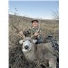 Image 5 : Dakota Mule Deer/Whitetail Rifle Hunt