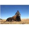 Image 1 : ND Bison Trophy Hunt
