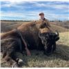 Image 2 : ND Bison Trophy Hunt
