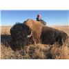 Image 4 : ND Bison Trophy Hunt