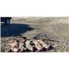 Image 2 : Dakotas Prairie Dog/Coyote Hunt