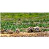Image 3 : Dakotas Prairie Dog/Coyote Hunt