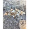 Image 4 : Dakotas Prairie Dog/Coyote Hunt