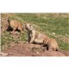 Image 5 : Dakotas Prairie Dog/Coyote Hunt