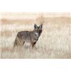 Image 6 : Dakotas Prairie Dog/Coyote Hunt
