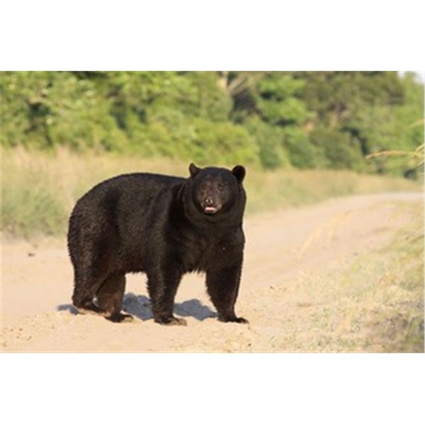 Trophy Coastal Black Bear Hunt in NC