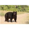 Image 1 : Trophy Coastal Black Bear Hunt in NC
