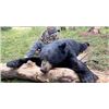 Image 2 : Trophy Coastal Black Bear Hunt in NC