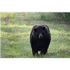 Image 3 : Trophy Coastal Black Bear Hunt in NC