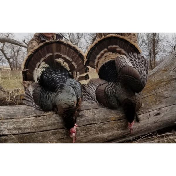 North Dakota Spring Turkey Hunt