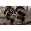 Image 1 : North Dakota Spring Turkey Hunt