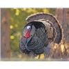 Image 2 : North Dakota Spring Turkey Hunt