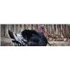 Image 3 : North Dakota Spring Turkey Hunt
