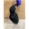 Image 6 : Fake Crow Bird