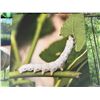 Image 2 : New Group of 5 Assorted Natural Nature Art Canvas