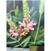 Image 3 : New Group of 5 Assorted Natural Nature Art Canvas