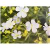 Image 2 : New Group of 5 Assorted Natural Nature Art Canvas