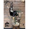 Image 2 : $1000 Taxidermy Gift Certificate-Naber's