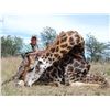 Image 1 : Matwetwe Safaris- Giraffe & Common Blesbuck
