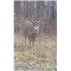 Image 4 : Canadian Whitetail Archery Hunt for 2