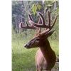 Image 8 : Canadian Whitetail Archery Hunt for 2