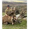 Image 1 : Stag/Turkey Hunt- New Zealand