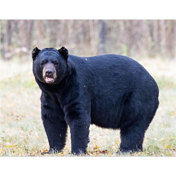 LDWF Secretary's Black Bear Tag for 1 Hunter