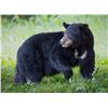 Image 2 : LDWF Secretary's Black Bear Tag for 1 Hunter