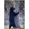 Image 3 : LDWF Secretary's Black Bear Tag for 1 Hunter
