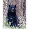 Image 5 : LDWF Secretary's Black Bear Tag for 1 Hunter