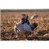 Image 3 : South Texas Spring Rio Turkey Hunt for 2