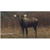 Image 4 : Canadian Moose/Whitetail Combo Hunt for 1