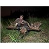 Image 5 : Canadian Moose/Whitetail Combo Hunt for 1