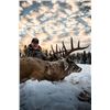 Image 6 : Canadian Moose/Whitetail Combo Hunt for 1