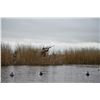 Image 2 : High Volume Duck Hunting for 4- Argentina