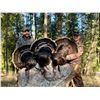 Image 1 : Washington Turkey Hunt/ 3 Days / 2 Hunters