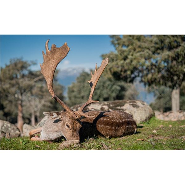 Spain Red & Fallow Deer Hunt/ 3 Days / 1 Hunter