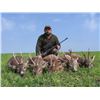 Image 1 : Serbia Roe Deer and Tour/ 3 Hunt Days/ 2 Tour Days/ 2 Hunters (or 1 Hunter and 1 Observer)