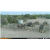 Image 4 : Hunter's Choice Free Range Mule Deer or Free Range Aoudad