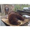 Image 2 : Northern Ontario, Canada 1 Hunter for a 5-Day Black Bear