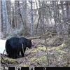 Image 3 : Northern Ontario, Canada 1 Hunter for a 5-Day Black Bear