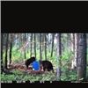 Image 4 : Northern Ontario, Canada 1 Hunter for a 5-Day Black Bear