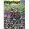 Image 1 : Spanish Hunt & Tourism Experience with Andres Torrico Pena of ATP HUNT