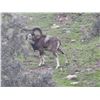Image 3 : Spanish Hunt & Tourism Experience with Andres Torrico Pena of ATP HUNT
