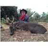 Image 5 : Spanish Hunt & Tourism Experience with Andres Torrico Pena of ATP HUNT
