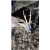 Image 6 : Spanish Hunt & Tourism Experience with Andres Torrico Pena of ATP HUNT