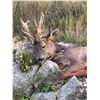 Image 7 : Spanish Hunt & Tourism Experience with Andres Torrico Pena of ATP HUNT