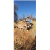 Image 2 : Namibian Safari with Wildest International